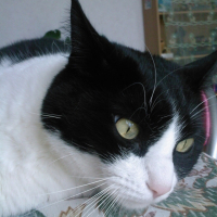 Photo #193461 de Salem