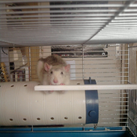 Photo #193483 de Lorwyn