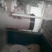 Photo #193485 de Lorwyn