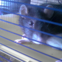 Photo #193486 de Bacca-rat