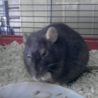 Photo #193494 de Bacca-rat