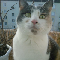 Photo #193574 de Nala