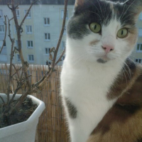 Photo #193582 de Nala