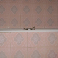 Photo #193672 de Mongo