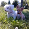 eaton & gipsy