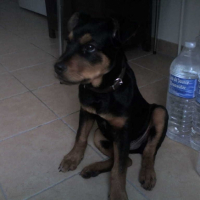Photo #193763 de Cisko