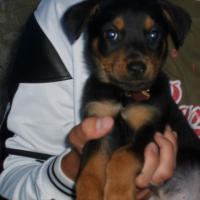 Photo #193767 de Cisko