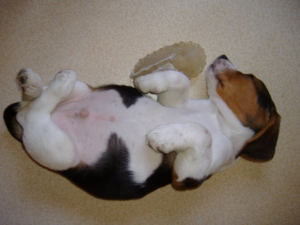 Dakotah (2 mois 1/2) - Beagle