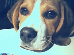 Dakotah (4 mois) - Beagle