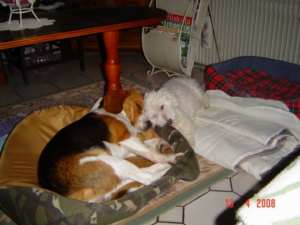 Dakotah & Billy - Beagle