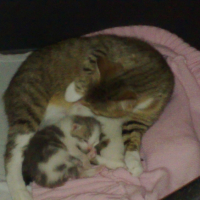 Photo #193814 de Moukine