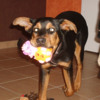Photo #193815 de Cisko