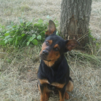 Photo #193825 de Cisko