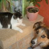 Binkie & son amie Minie