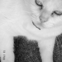Photo #193869 de Blanco