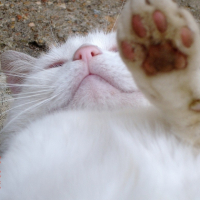 Photo #193876 de Blanco