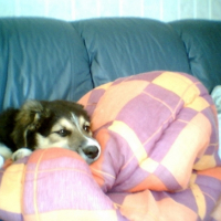 Photo #193896 de Binkie