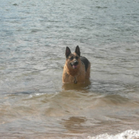 Photo #193921 de Orca