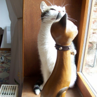 Photo #193928 de Croquette