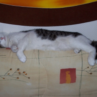 Photo #193930 de Croquette