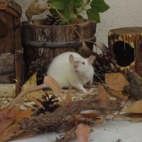 Photo #193950 de Choupa