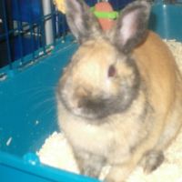 Photo #193962 de Taz