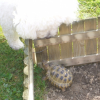 Photo #194023 de Thurtle