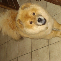 Photo #194031 de Douchka