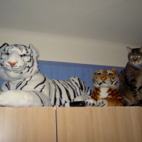 Photo #194054 de Gribouille