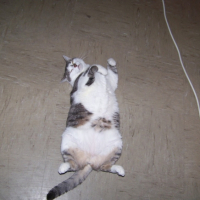 Photo #194057 de Choupette