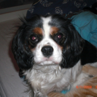 Photo #194082 de Canelle