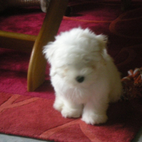 Photo #194141 de Mon titi