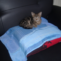 Photo #194160 de Grizou