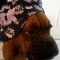 Photo #194174 de Viper