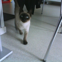 Photo #194175 de Pépito