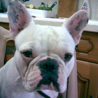 Photo #194197 de Marcel