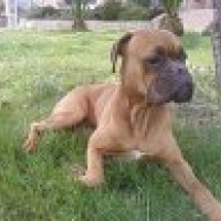 Photo #194198 de Viper
