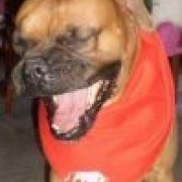 Photo #194202 de Viper