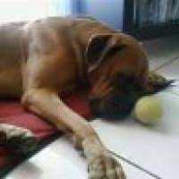 Photo #194209 de Viper