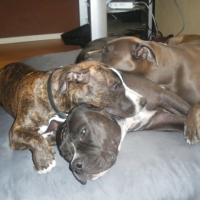 Photo #194219 de Cento