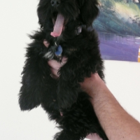 Photo #194220 de Momo