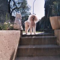 Photo #194249 de Gipsy
