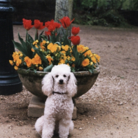 Photo #194252 de Gipsy