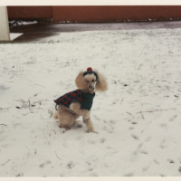 Photo #194254 de Gipsy