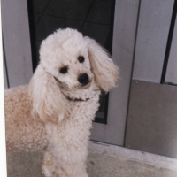 Photo #194256 de Gipsy