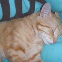 Photo #194262 de Fanta
