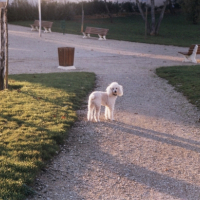 Photo #194263 de Gipsy
