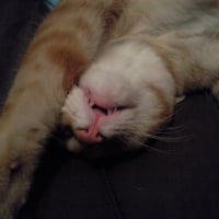 Photo #194267 de Fanta