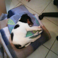Photo #194294 de ébéne