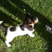 Photo #194297 de ébéne
